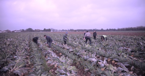 Gleaning cauliflowers in Kent